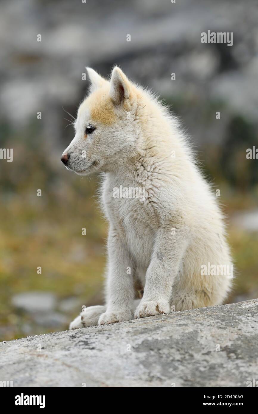 Young Greenlandic dog sitting on rocky plateau, puppy, Qeqertarsuaq, disco island, Greenland, North America Stock Photo