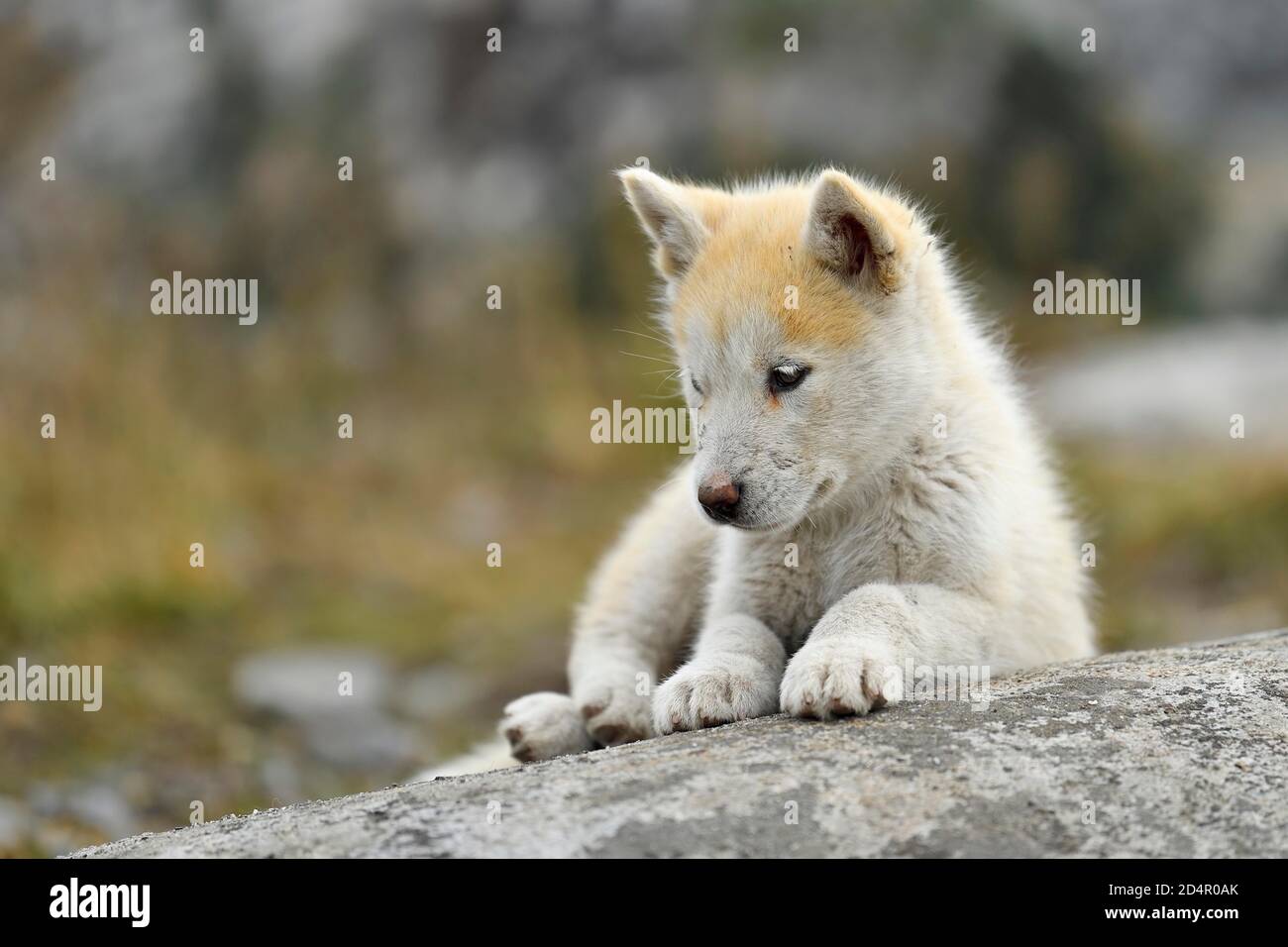 Young Greenlandic dog sitting on rocky plateau, puppy, Qeqertarsuaq, disco island, Greenland, North America Stock Photo