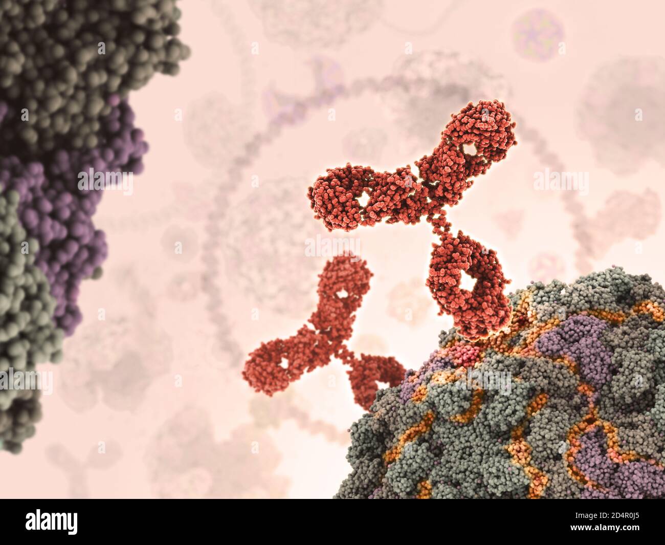 Human antibodies (red) attacking a virus by binding to specific sites. Stock Photo