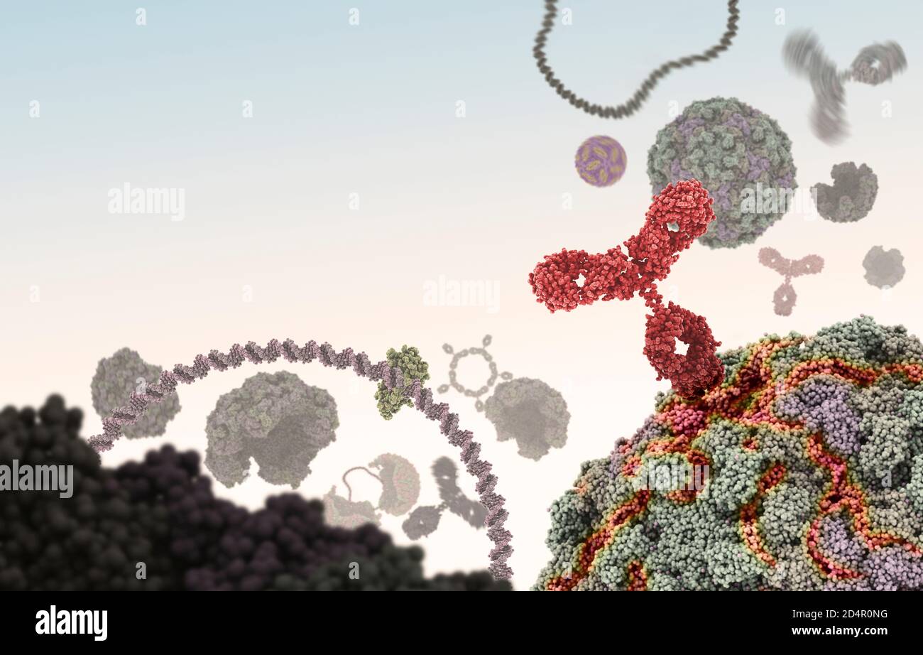 Human antibody (red) attacking a virus by binding to a specific site