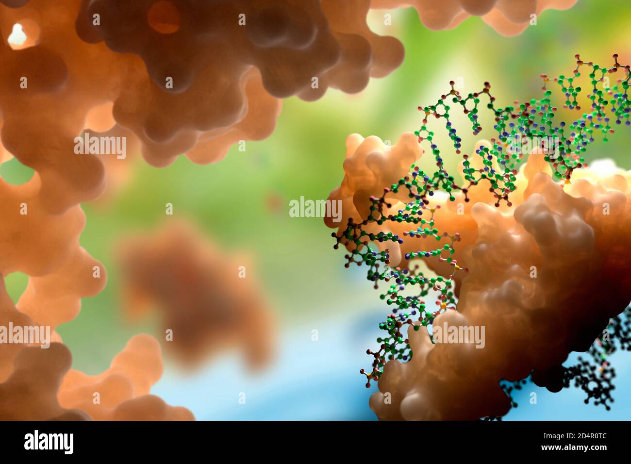 DNA and protein interaction at molecular level. DNA-binding proteins control transcription, gene expression etc. Based on scientific data from the PDB Stock Photo
