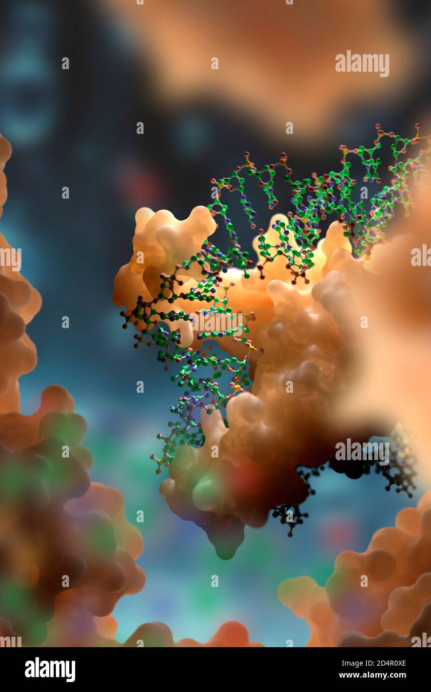 DNA and protein interaction at molecular level. DNA-binding proteins control transcription, gene expression etc. Based on scientific data from the PDB Stock Photo