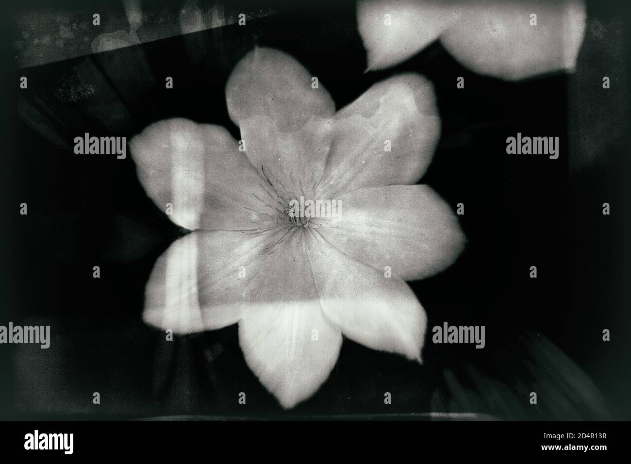 Greeny flower hires stock photography and images Alamy