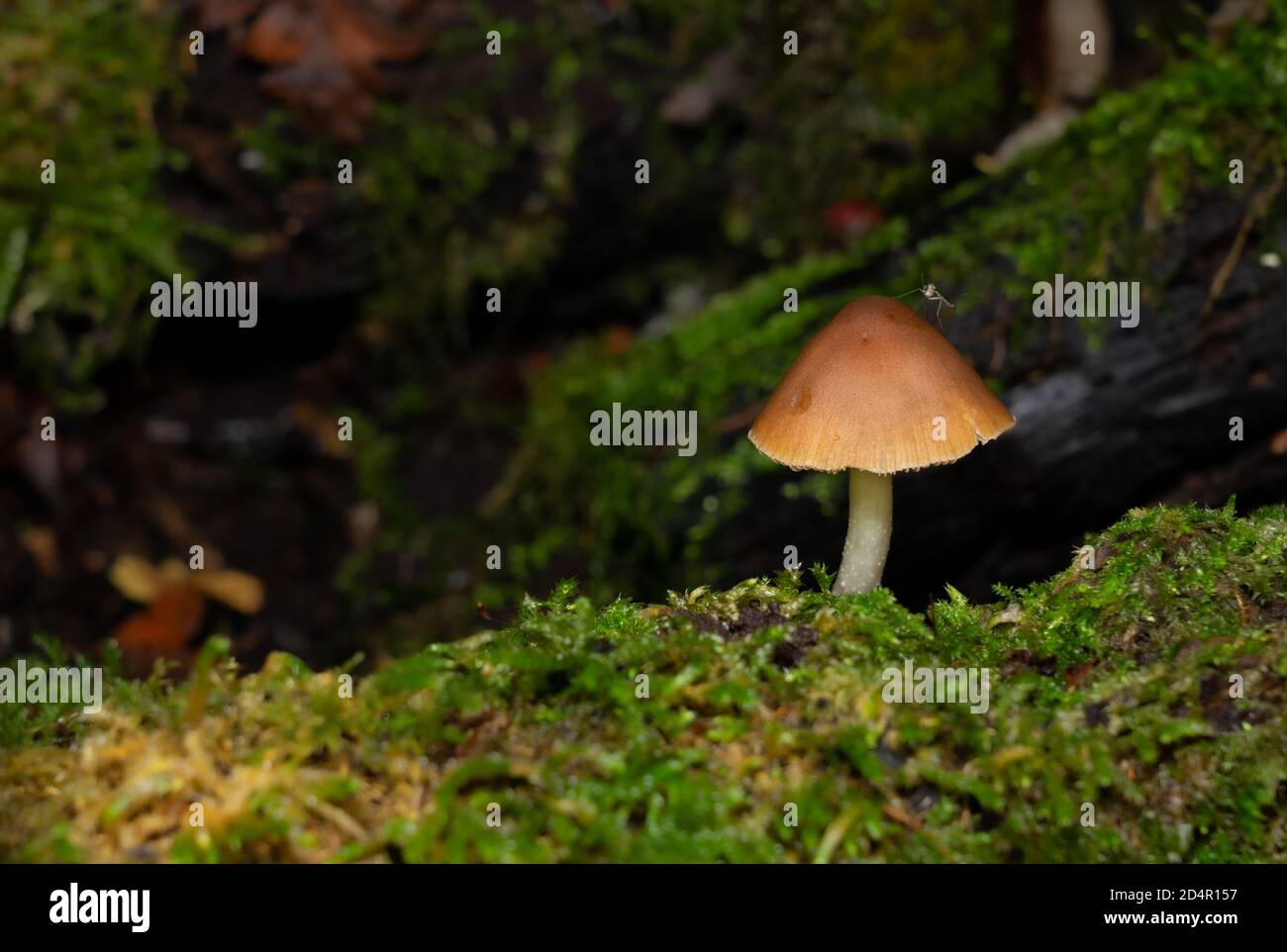 Mosquito resting on a toadstool on woodland floor Stock Photo