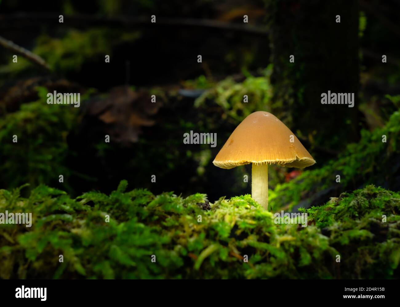 Toadstool growing out of dead wood covered in moss Stock Photo