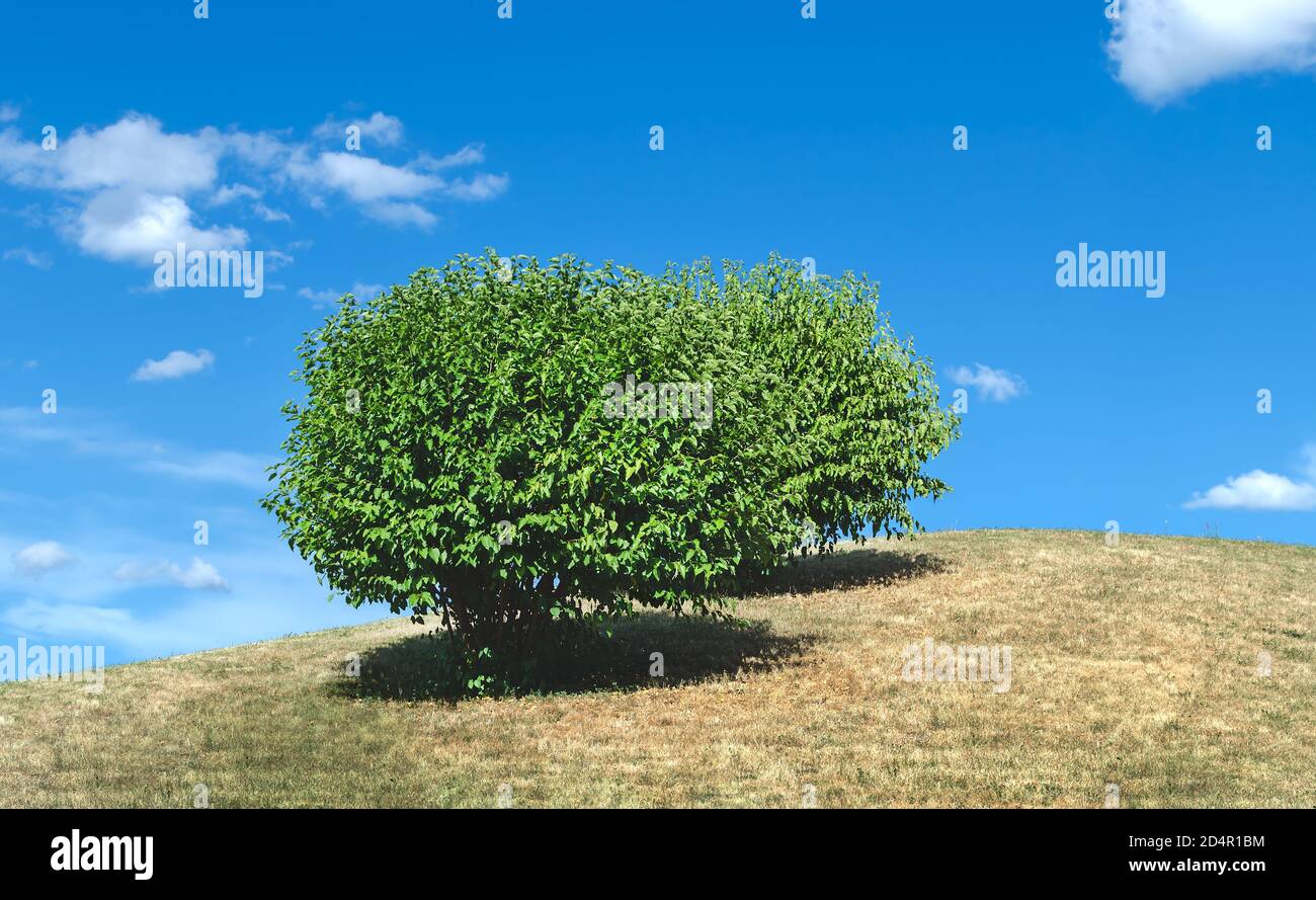 green tree stunted against blue sky with white clouds, summer warm day Stock Photo