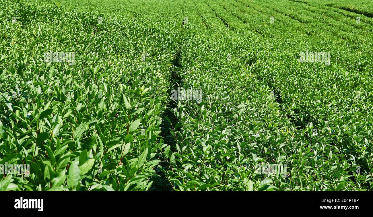 landscape - view of a tea plantation with rows of cultivated plants ...