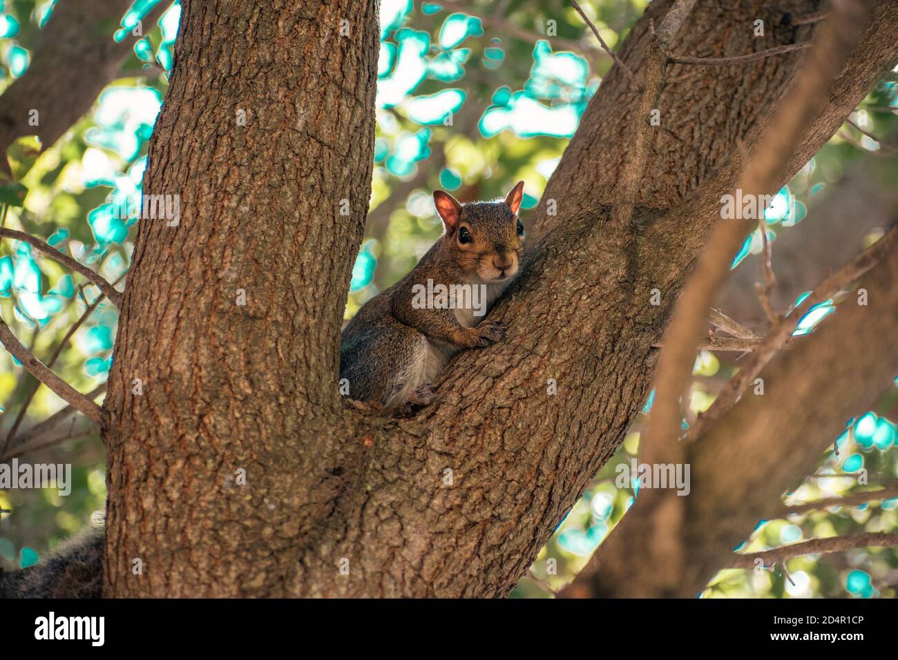 squirrel resting after jumping from side to side Stock Photo Alamy