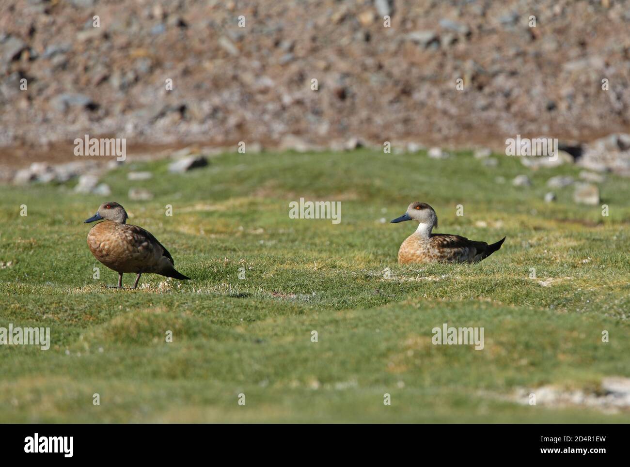 Crested Duck (Lophonetta specularioides alticola) pair on short grass in Puna  Salta, Argentina               January Stock Photo