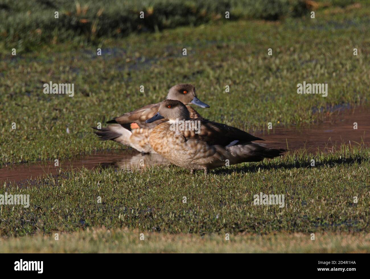 Crested Duck (Lophonetta specularioides alticola) pair on wet grassland in Puna  Salta, Argentina               January Stock Photo