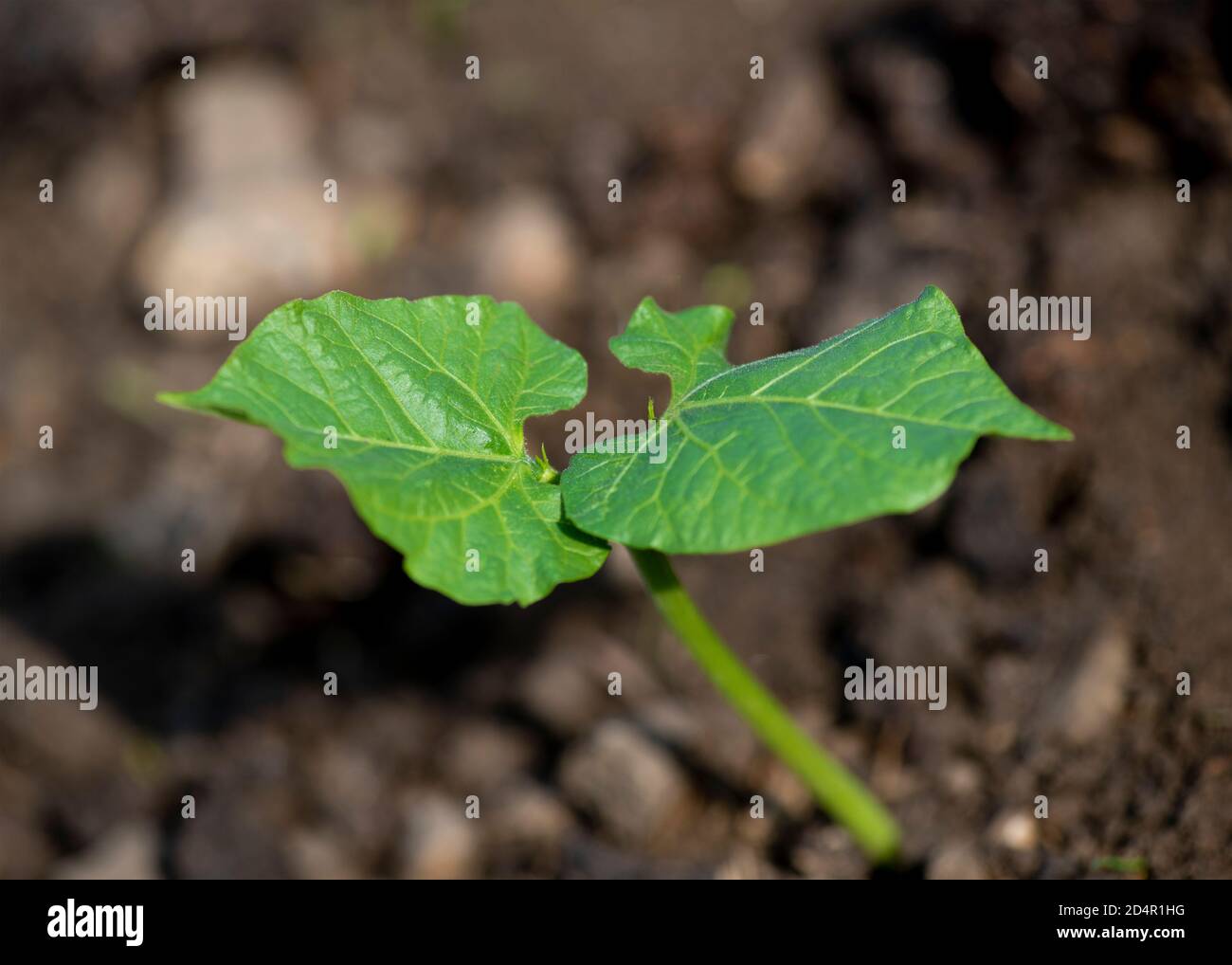 close up of young green seedling in bright  sunlight  , shot as a background so extreme narrow focus  room for text overlay and copy space Stock Photo