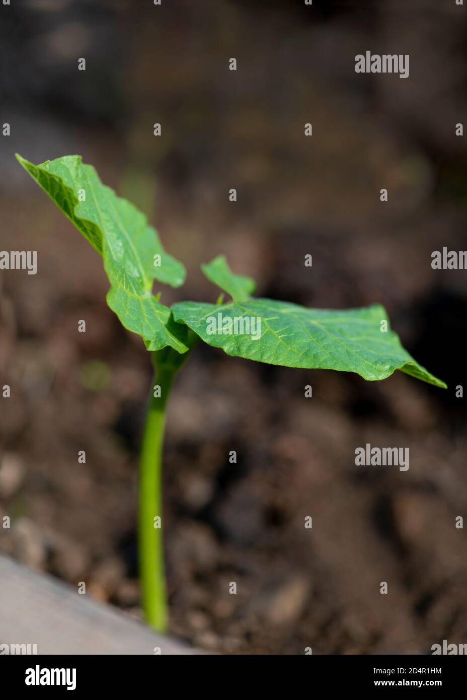 young green seedling in the morning sunlight  , shot as a background so extreme narrow focus  room for text overlay and copy space Stock Photo