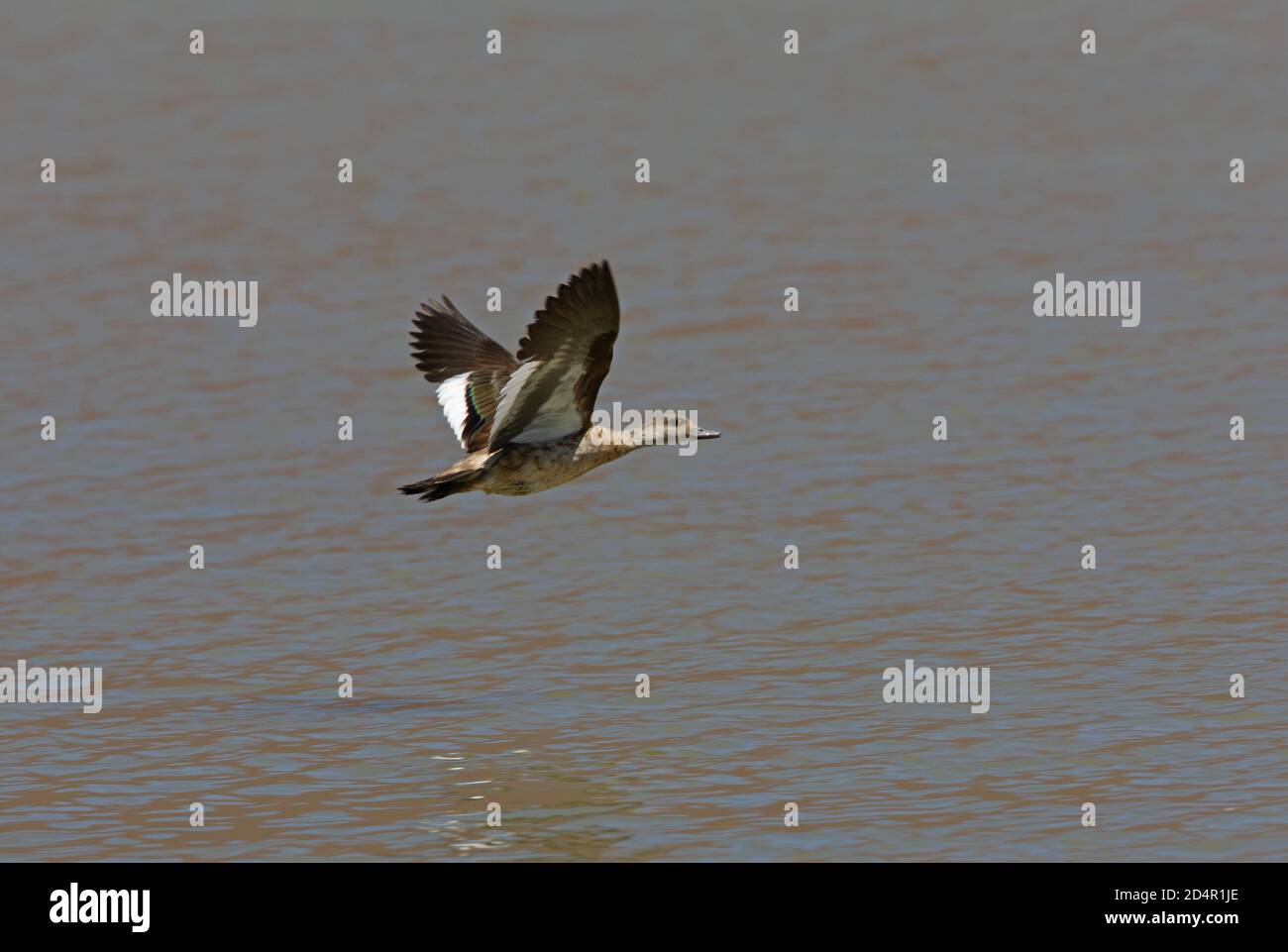 Crested Duck (Lophonetta specularioides alticola) adult in flight over Puna lake  Salta, Argentina               January Stock Photo