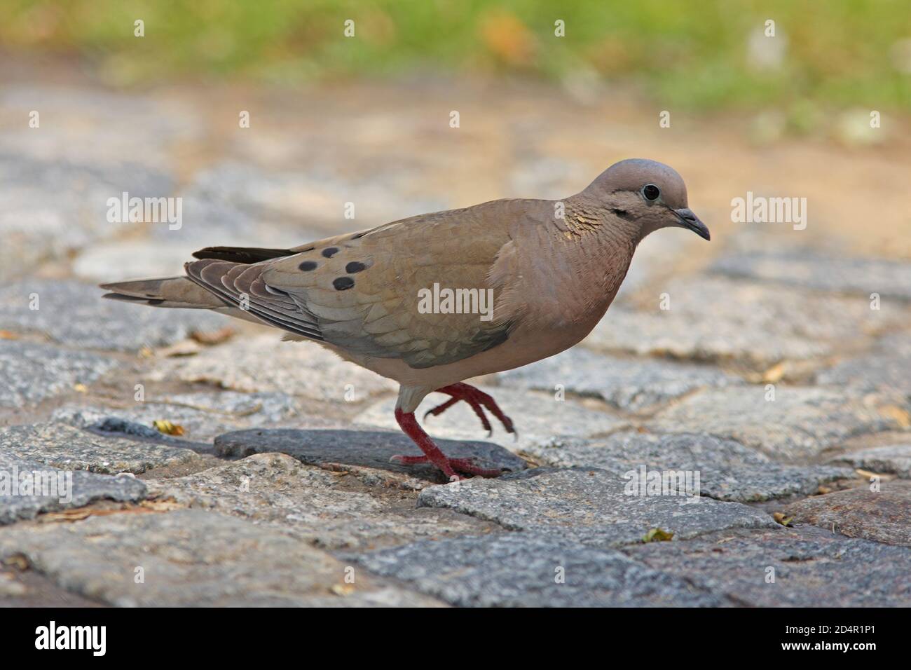 Eared Dove (Zendaia auriculata) adult walking on cobbled road  Buenos Aires, Argentina          January Stock Photo