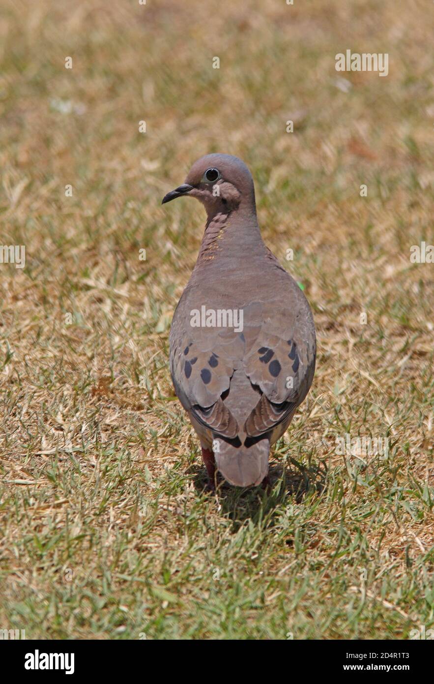 Eared Dove (Zendaia auriculata) adult standing on short grass  Buenos Aires, Argentina          January Stock Photo