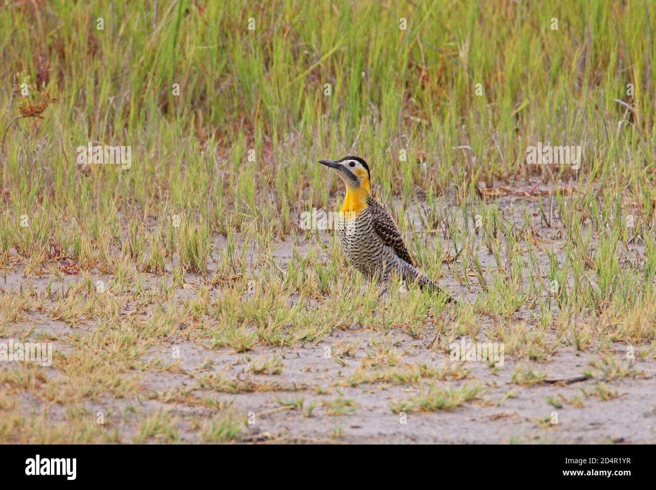 Field Flicker (Colapes campestris) adult female on sparse grass Buenos ...