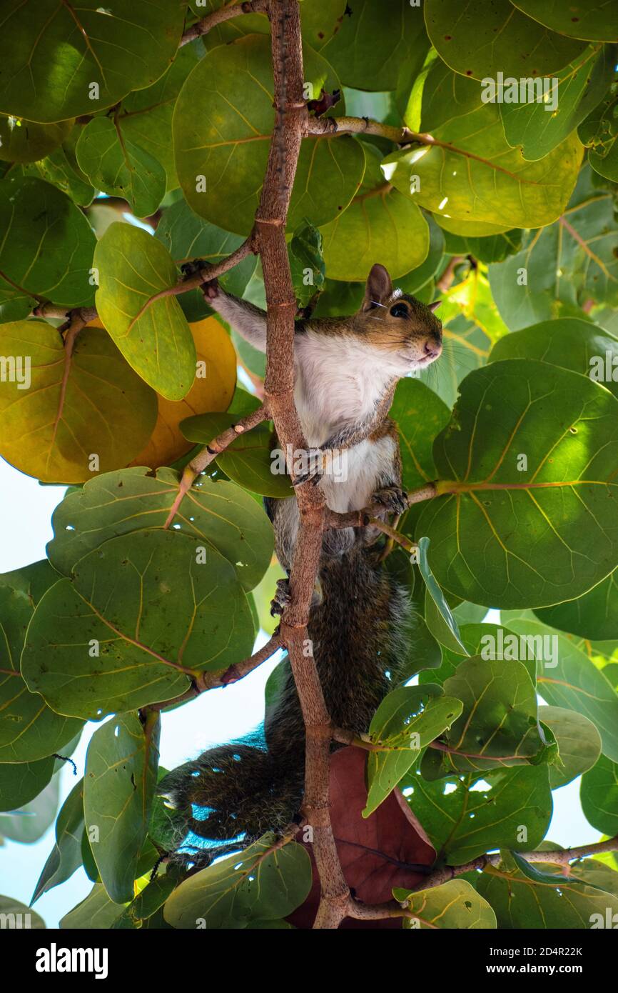 funny squirrel defending its territory hanging from the branches of a tree Stock Photo