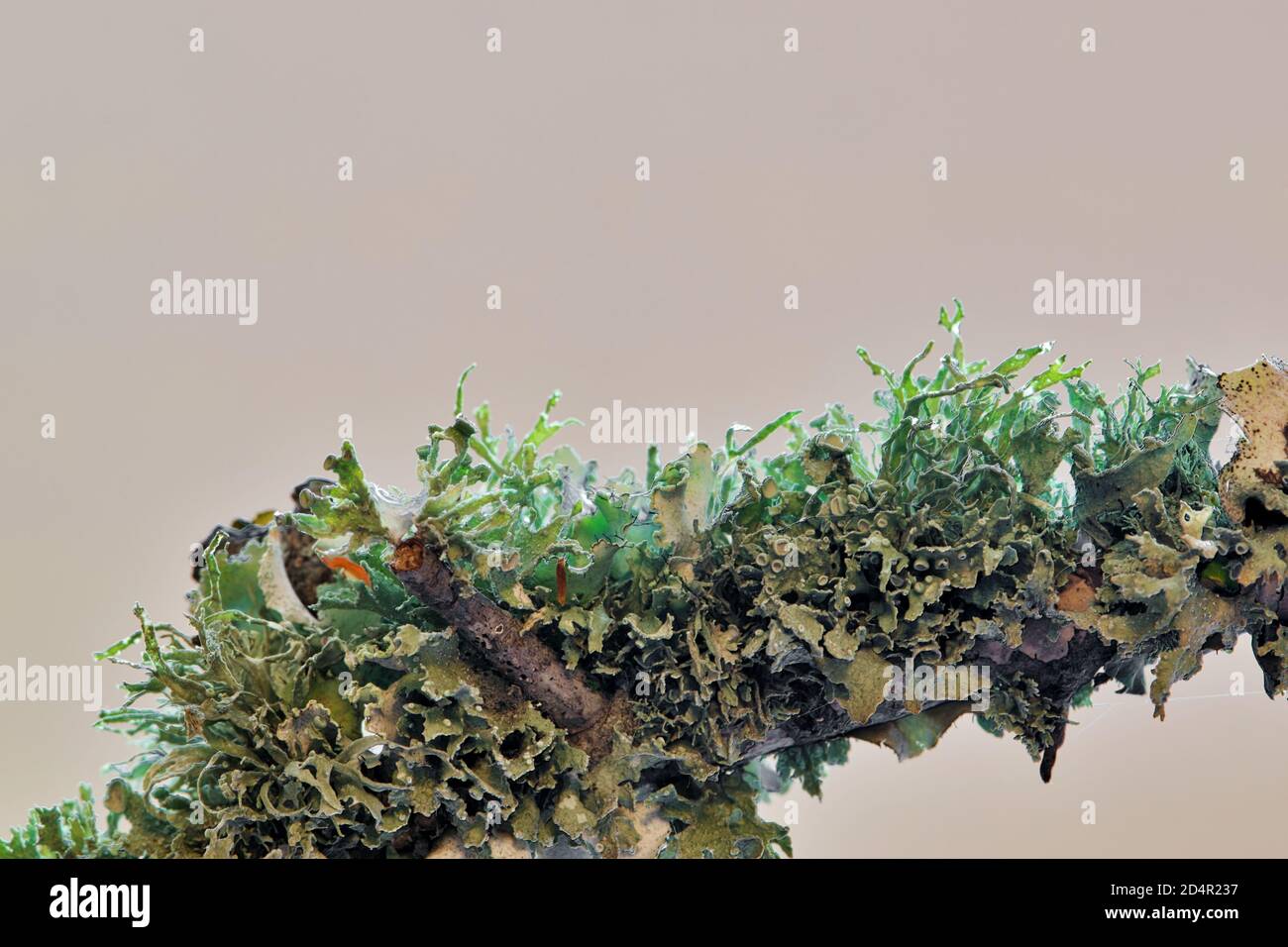 Oakmoss lichen growing on a branch of an oak tree. Isolated on a plain background with copy space. Stock Photo