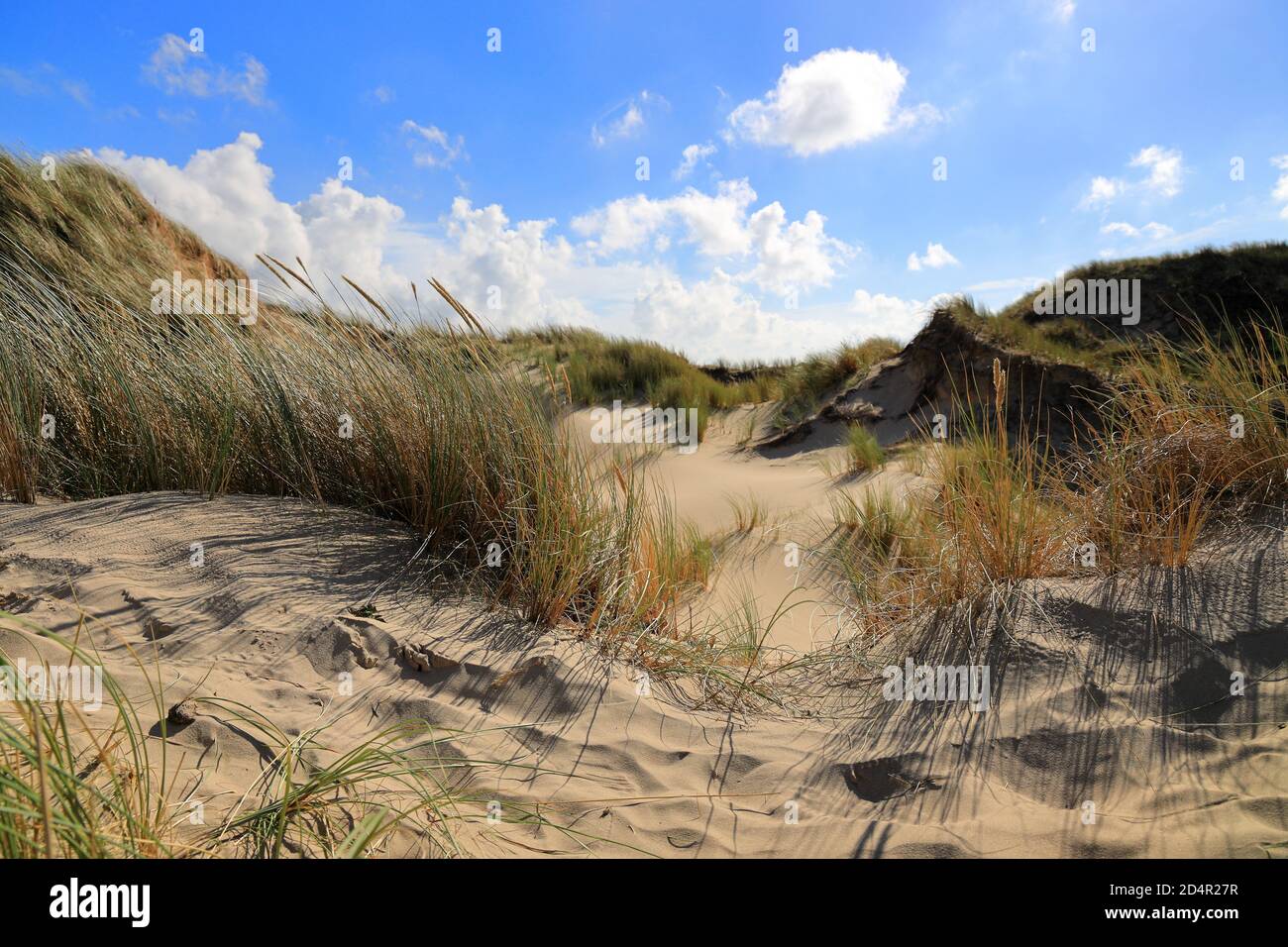 Dunes in Egmond aan Zee. North Sea, the Netherlands. Stock Photo