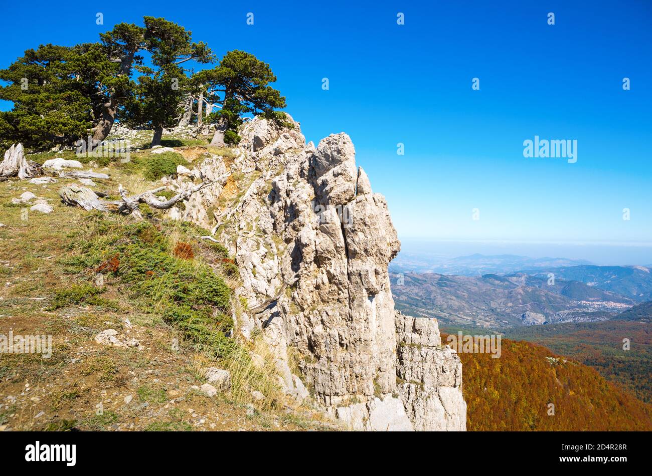Bosnian pines on top of Serra di Crispo mountain (Garden of Gods),  Pollino National Park, southern Apennine Mountains, Italy. Stock Photo