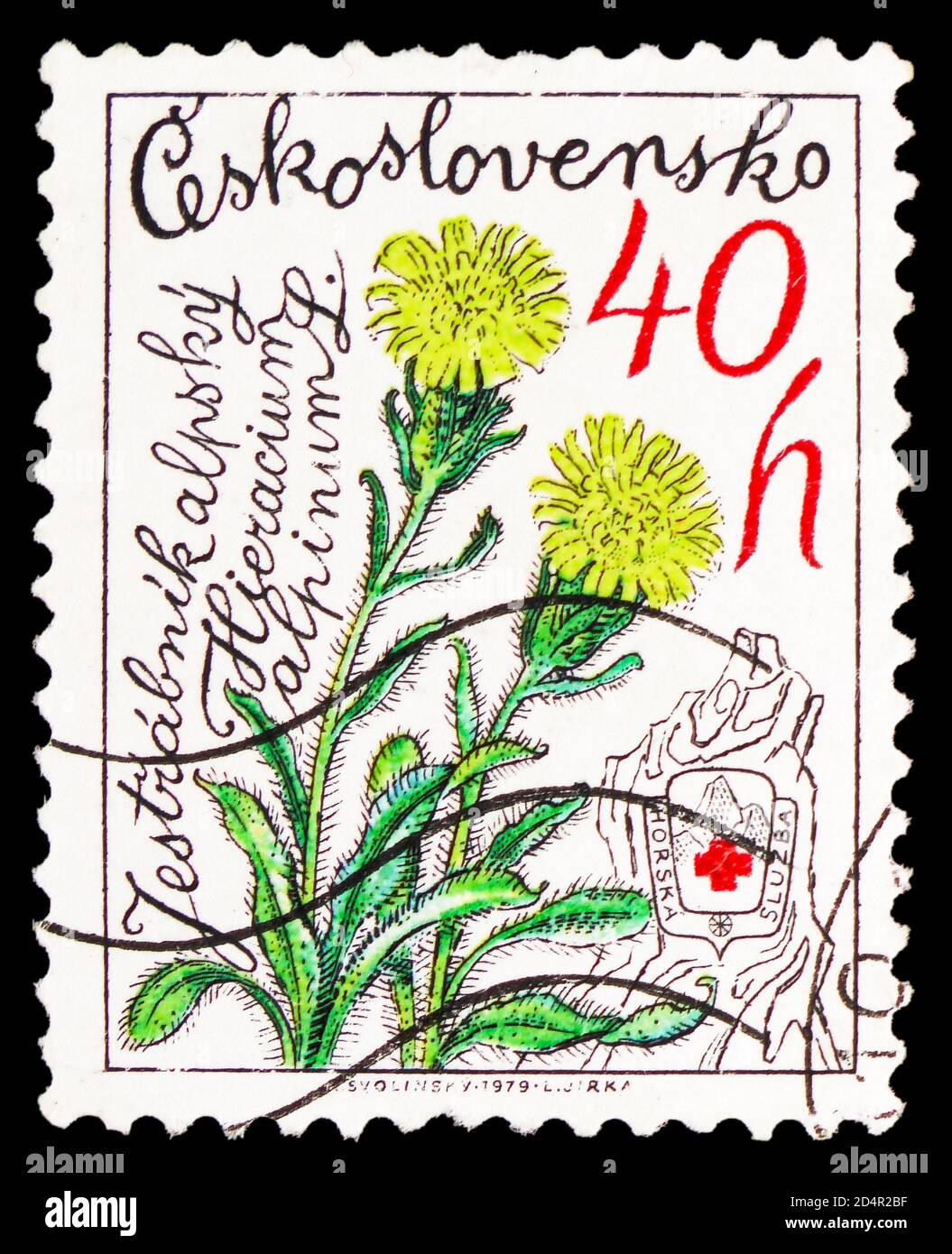 MOSCOW, RUSSIA - SEPTEMBER 28, 2020: Postage stamp printed in Czechoslovakia shows Alpine Hawkweed (Hieracium alpinum), Nature protection serie, circa Stock Photo