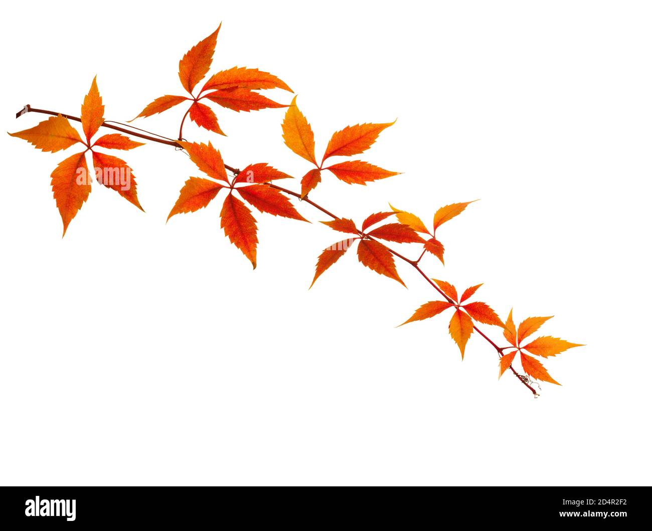 Autumn branch with colorful orange leaves isolated on white background