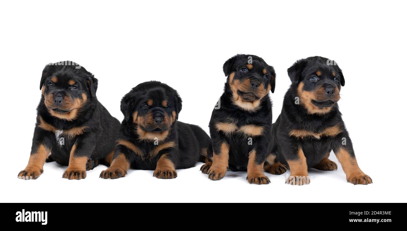 Four Beautiful Rottweiler puppies, age five weeks, together studio shot ...