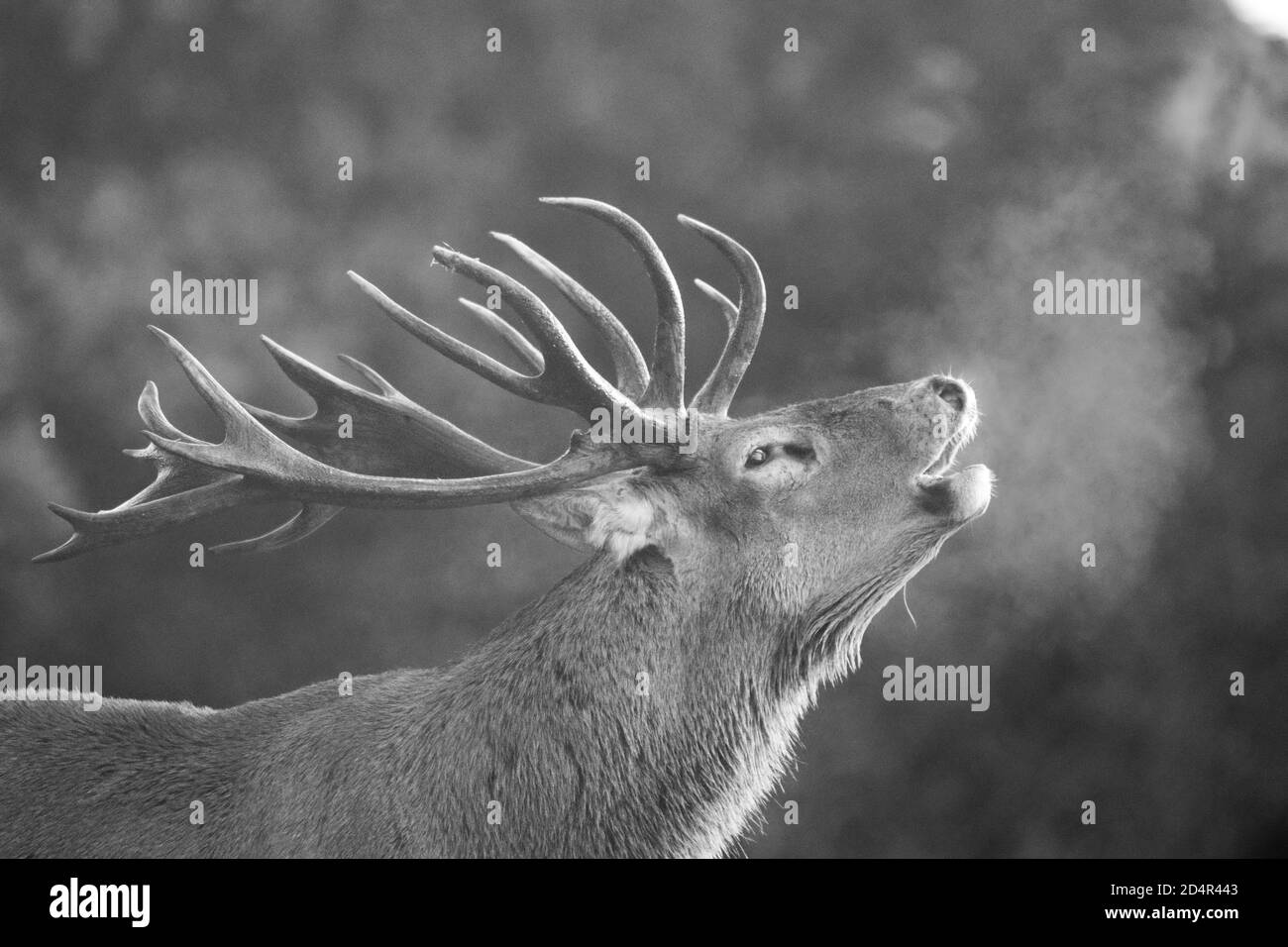 Red Deer Stock Photo