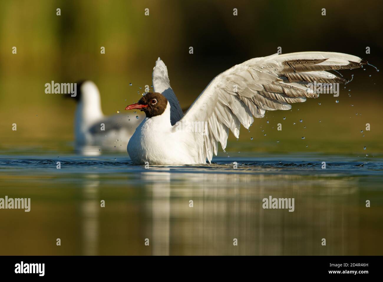The Black-headed Gull (Chroicocephalus ridibundus) black and white bird on a surface of a pond fluttering with it's wings, swimming, bathing, green ba Stock Photo