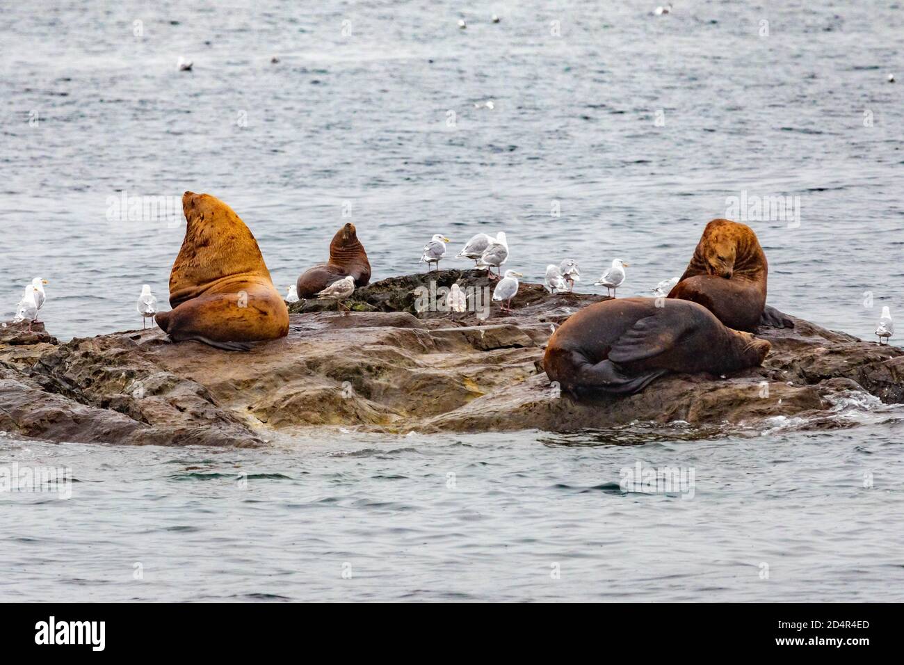 Steller sea lions from gulf of alaska Whittier cruise view Stock Photo