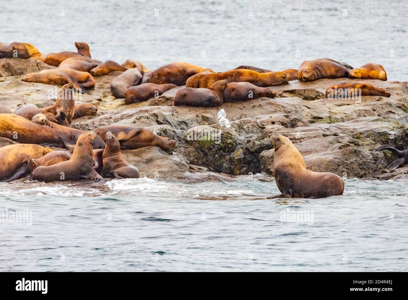 Steller sea lions from gulf of alaska Whittier cruise view Stock Photo
