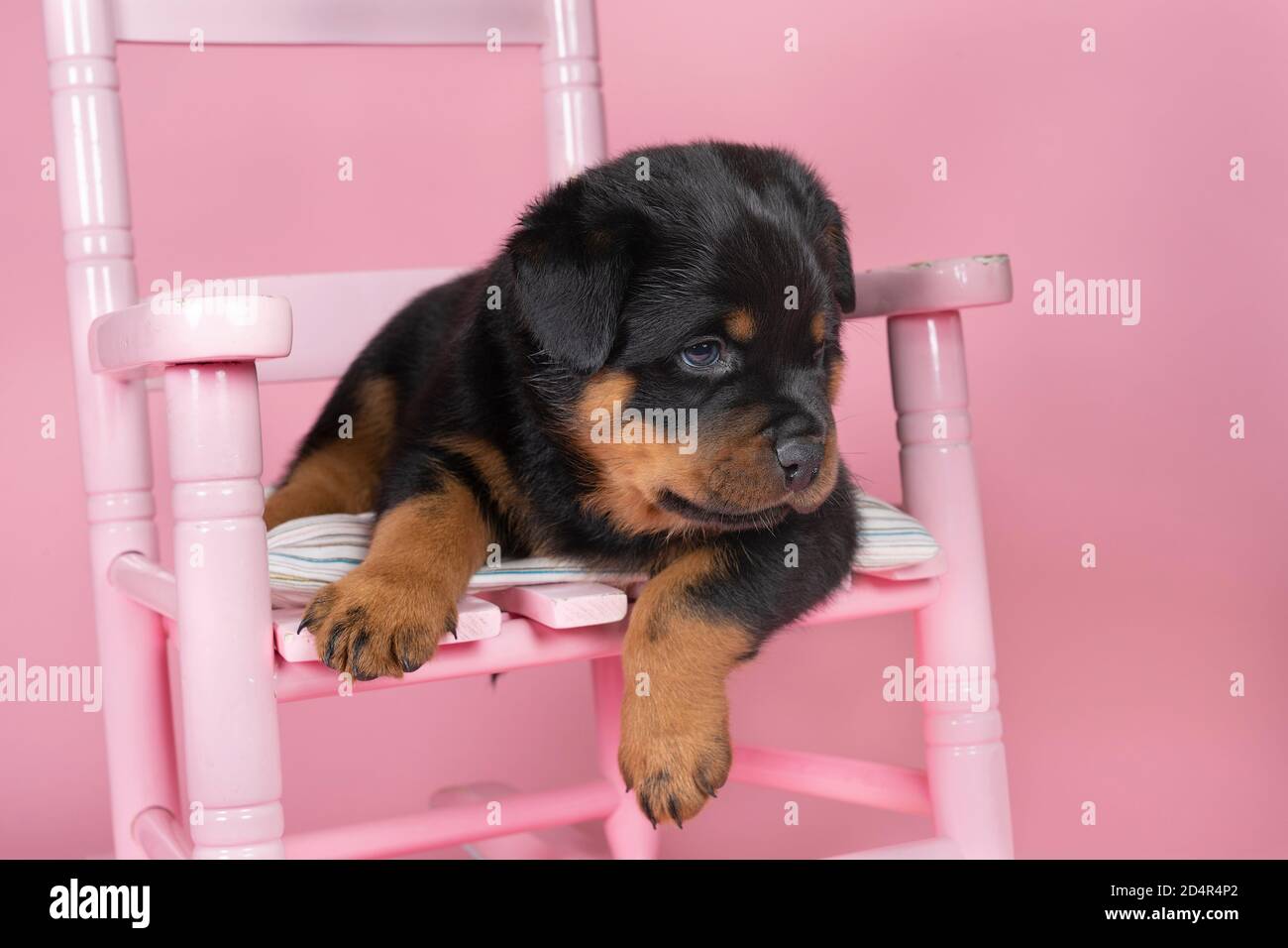 A Beautiful Rottweiler puppy, age five weeks, sitting in a pink chair ...