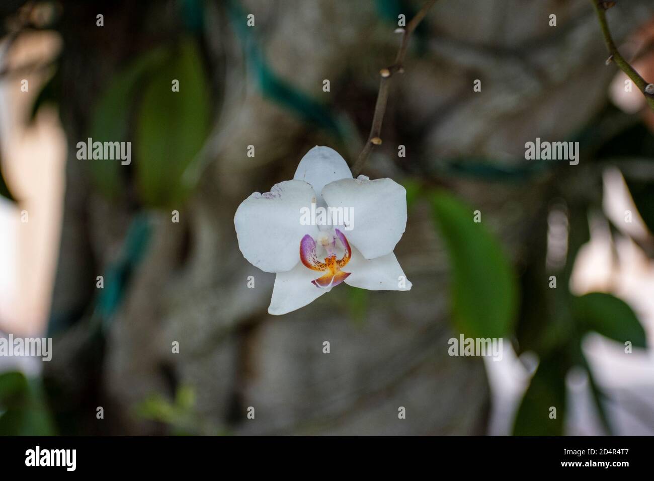white orchid on the trunk of a garden tree Stock Photo