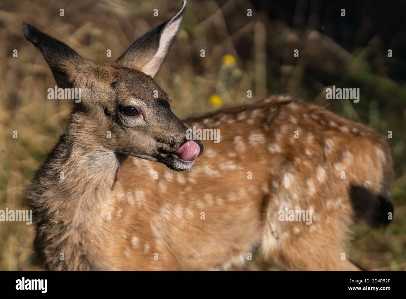 White-tailed Deer Cute Baby Fawn. Oregon, Ashland, Cascade Siskiyou National Monument, Summer Stock Photo