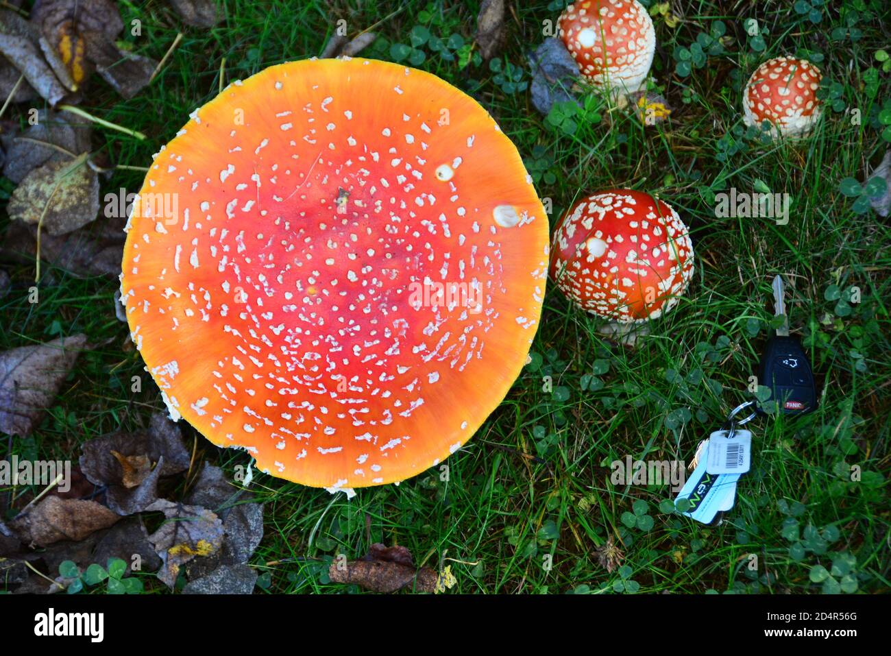 Amanita Mushroom (Amanitaceae). One of the world's most toxic fungi. Responsible for over half of all cases of mushroom poisoning. 6 inches diameter. Stock Photo