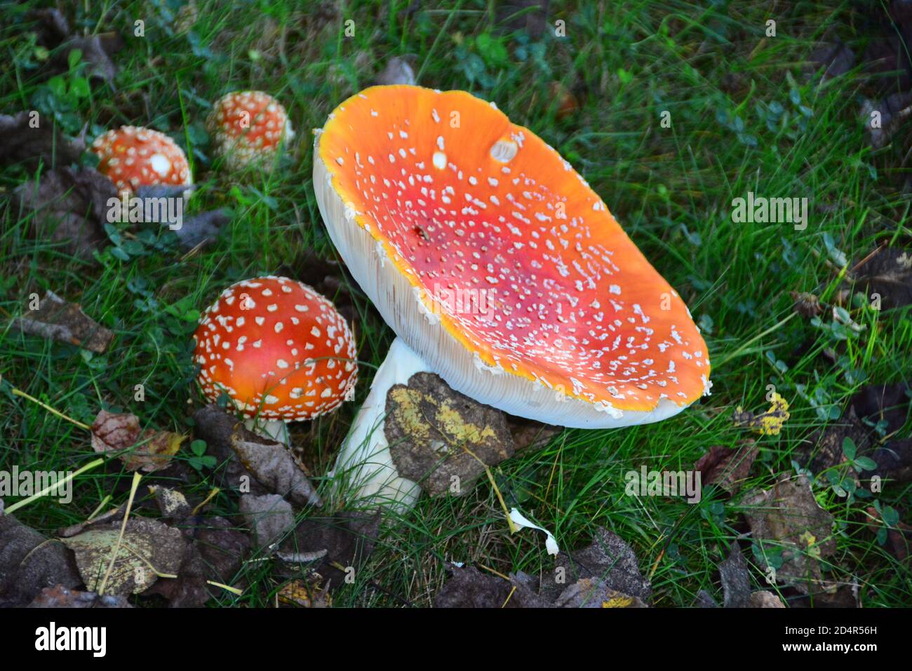 Amanita Mushroom (Amanitaceae). One of the world's most toxic fungi. Responsible for over half of all cases of mushroom poisoning. 6 inches diameter. Stock Photo