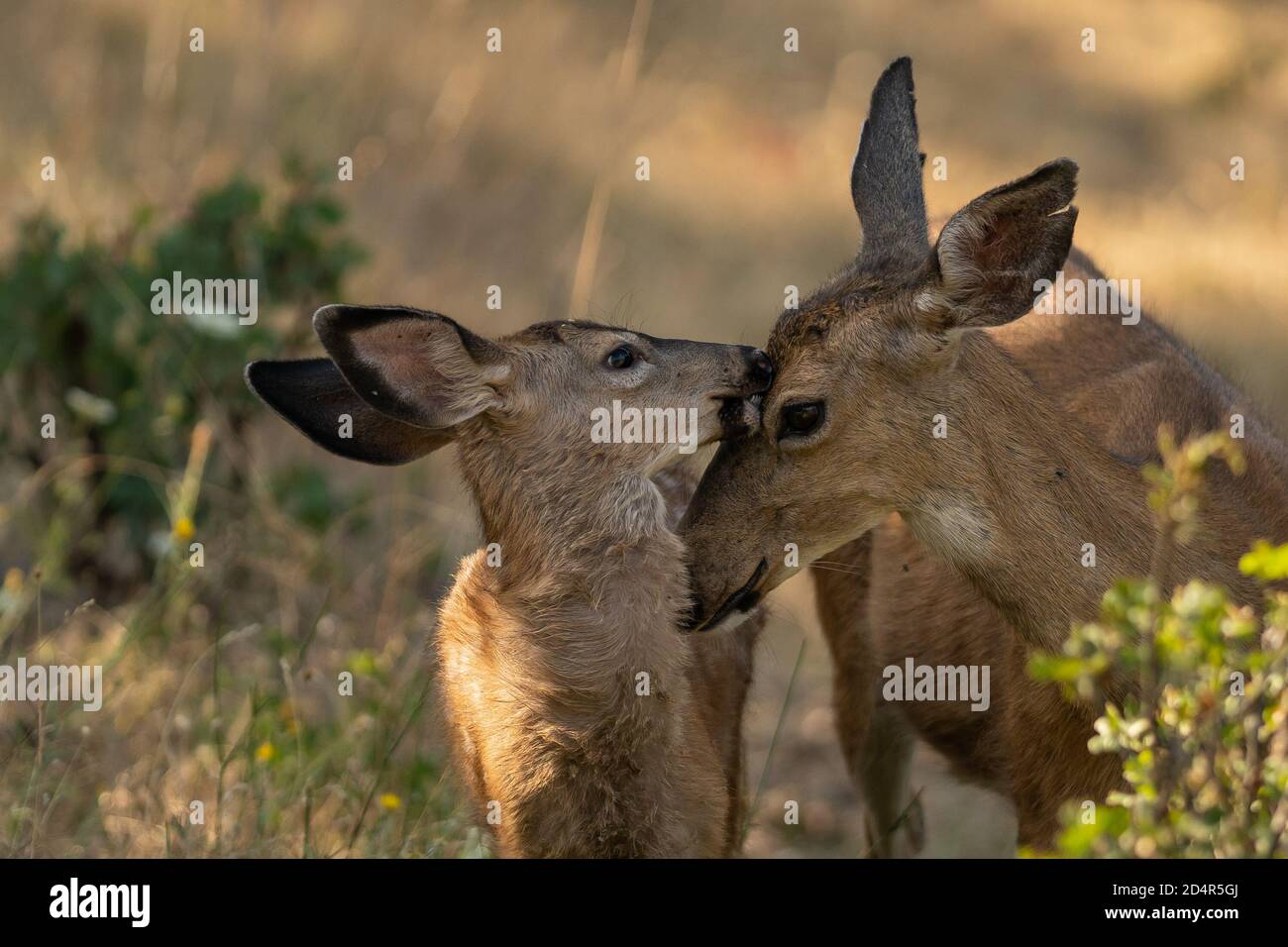 White-tailed Deer Cute Baby Fawn with a Doe. Oregon, Ashland, Cascade Siskiyou National Monument, Summer Stock Photo