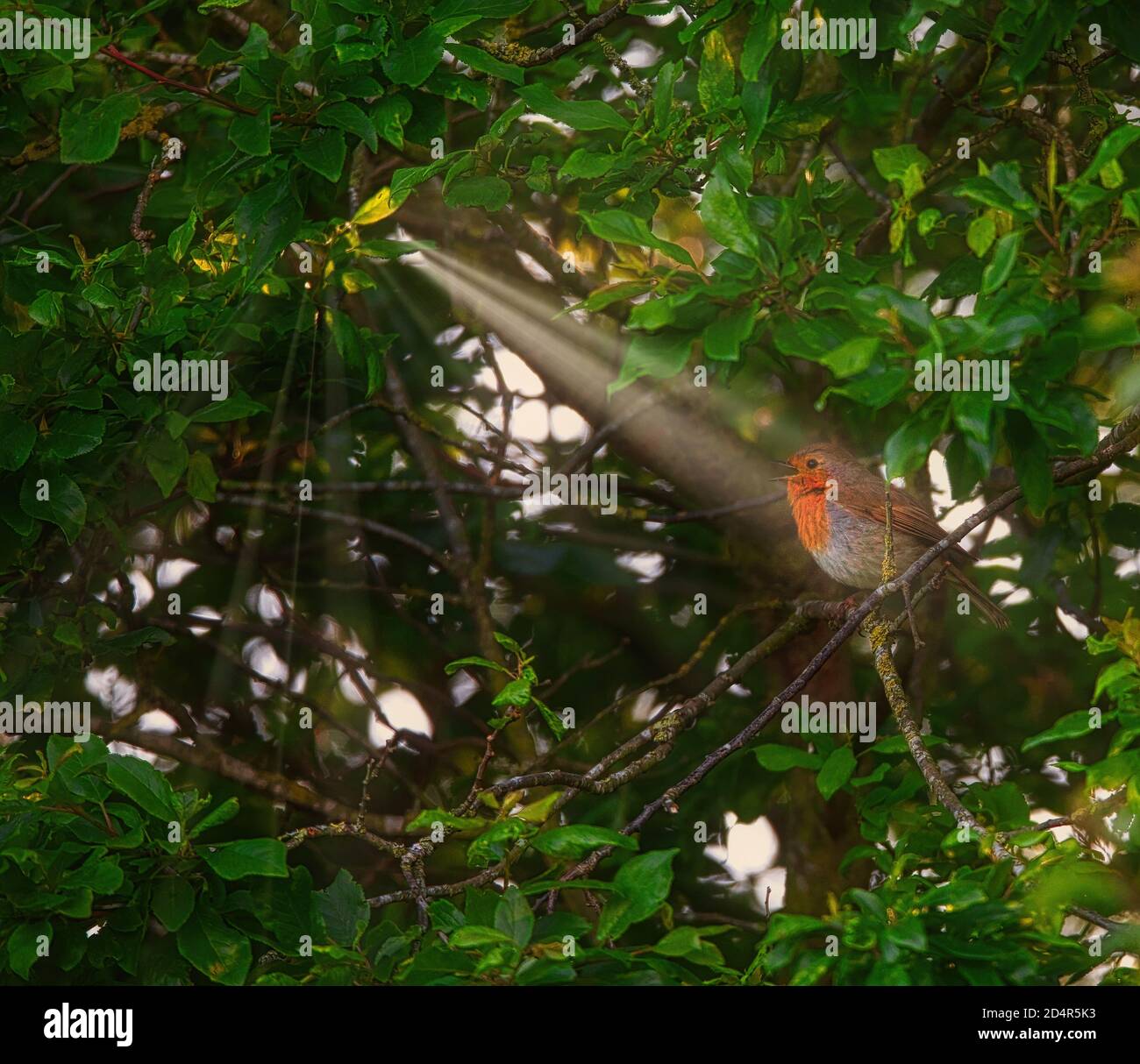 Dawn chorus hires stock photography and images Alamy