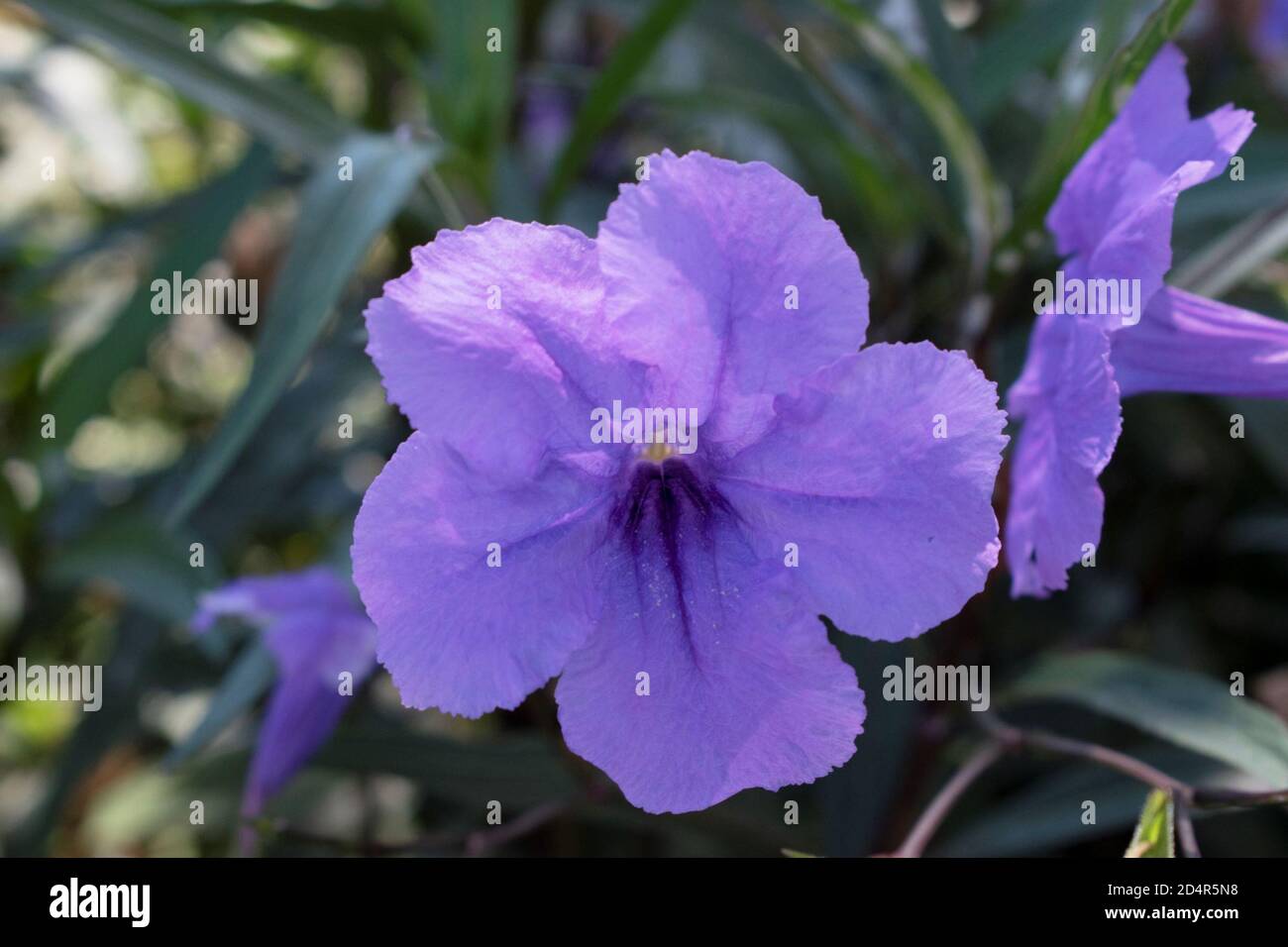 violet mexican petunia plant in our garden Stock Photo