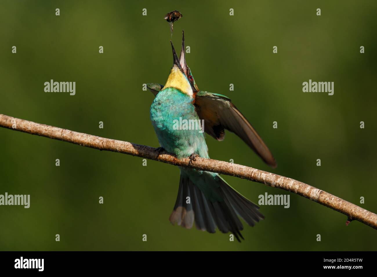 European bee-eater, Merops apiaster. The most colorful bird of Eurasia ...