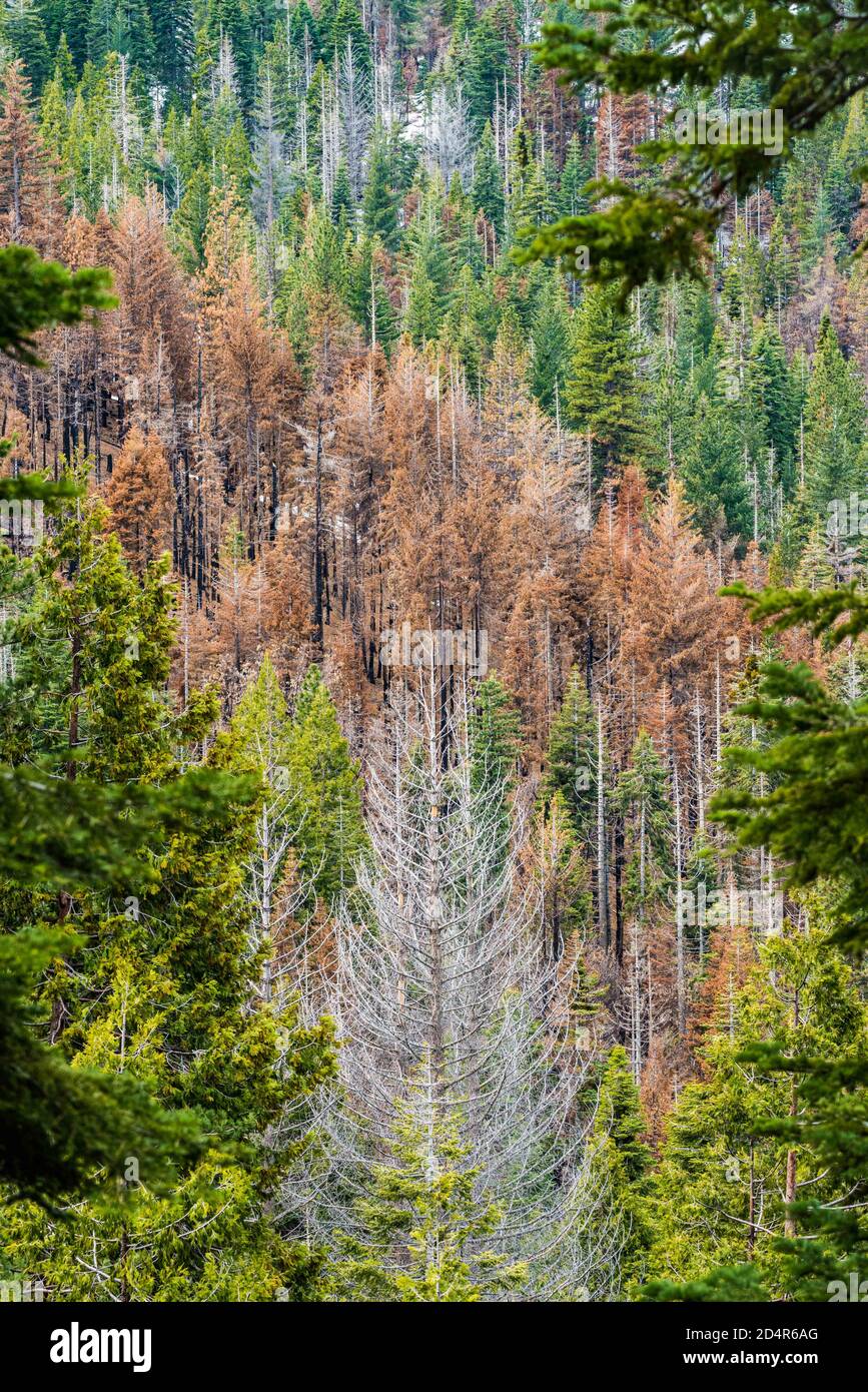 Trees burnt by fires, Yosemete Park California, United States. Stock Photo