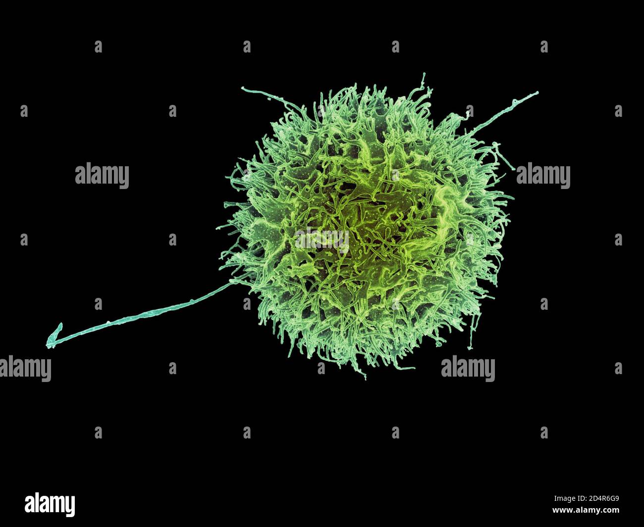 Cancer cell natural killer cell hi-res stock photography and images - Alamy