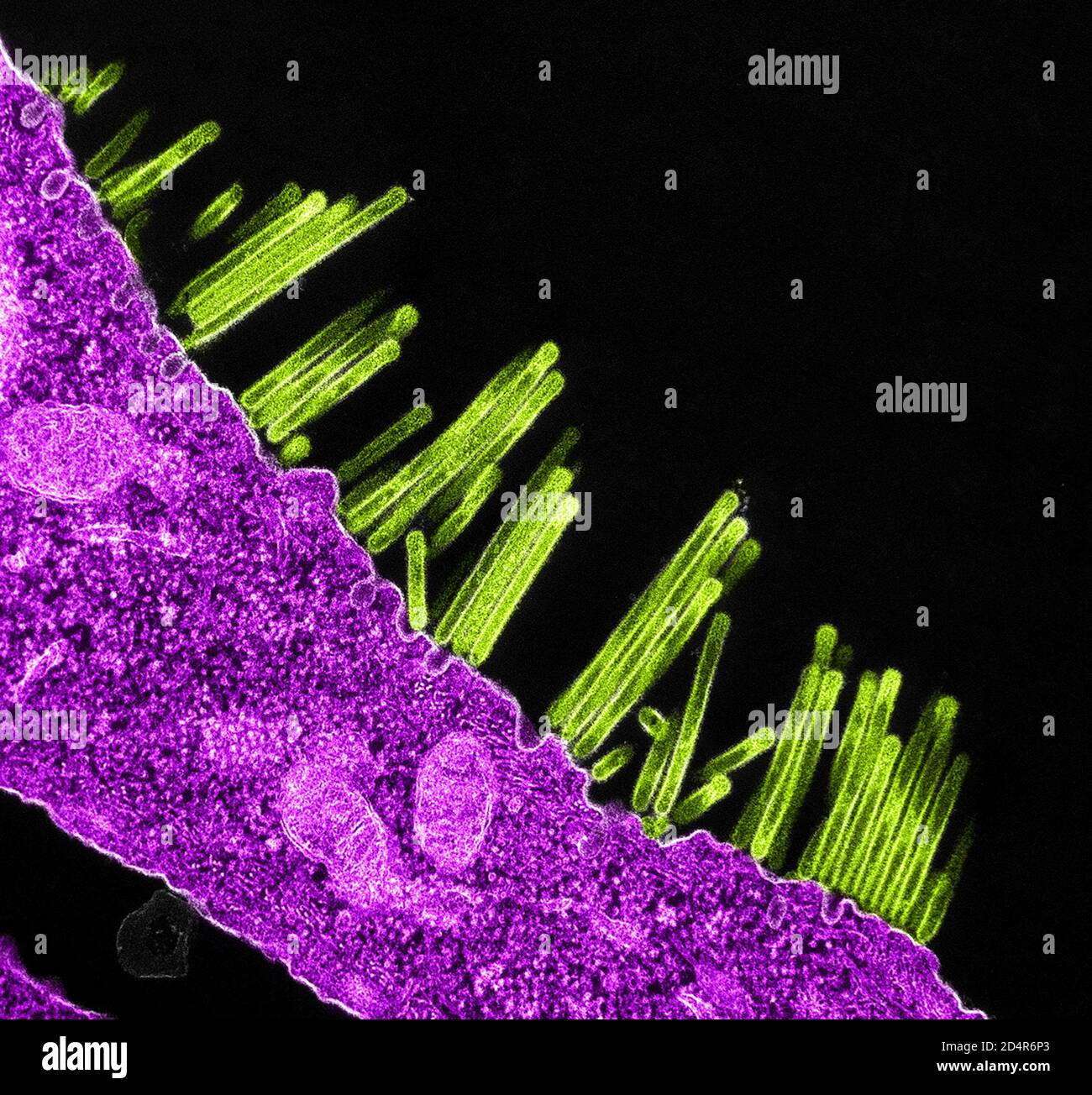 Swine Flu Virus Particles Colorized transmission electron micrograph of SW31 (swine strain) influenza virus particles (green) budding from the surface Stock Photo