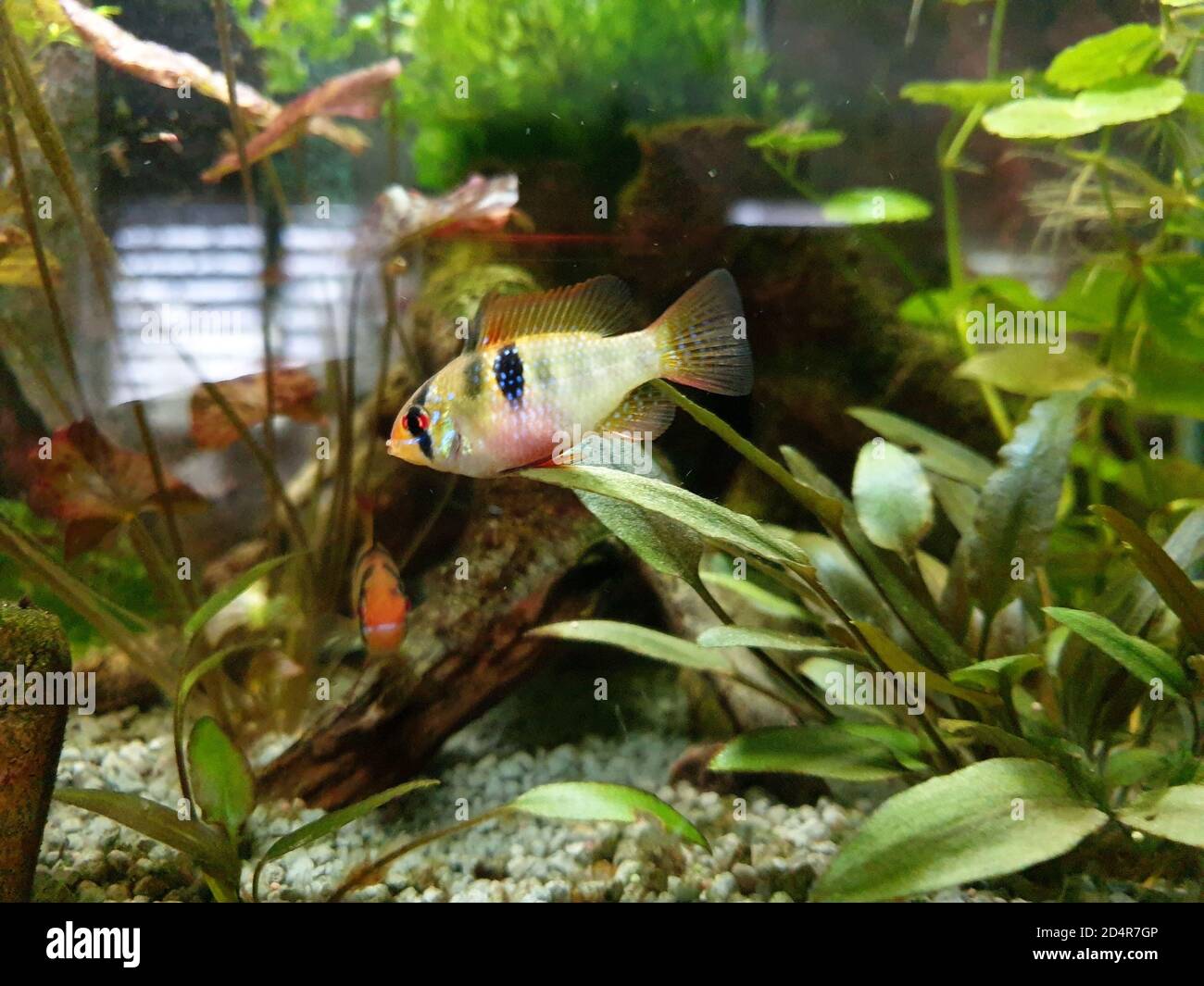 Closeup shot of a Bolivian ram cichlid swimming in a clear freshwater  aquarium Stock Photo - Alamy