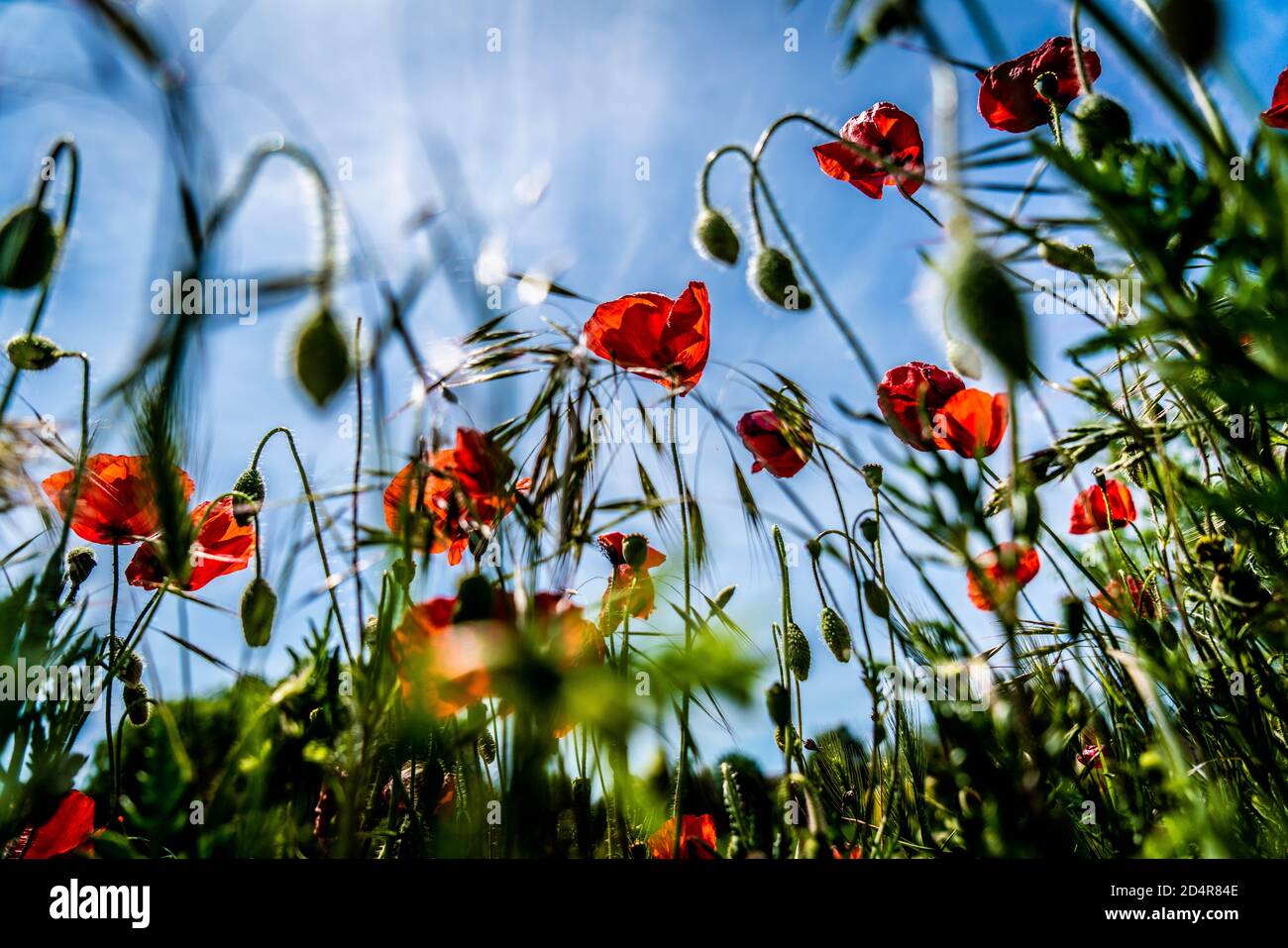 Poppies in a field of wheat. Stock Photo