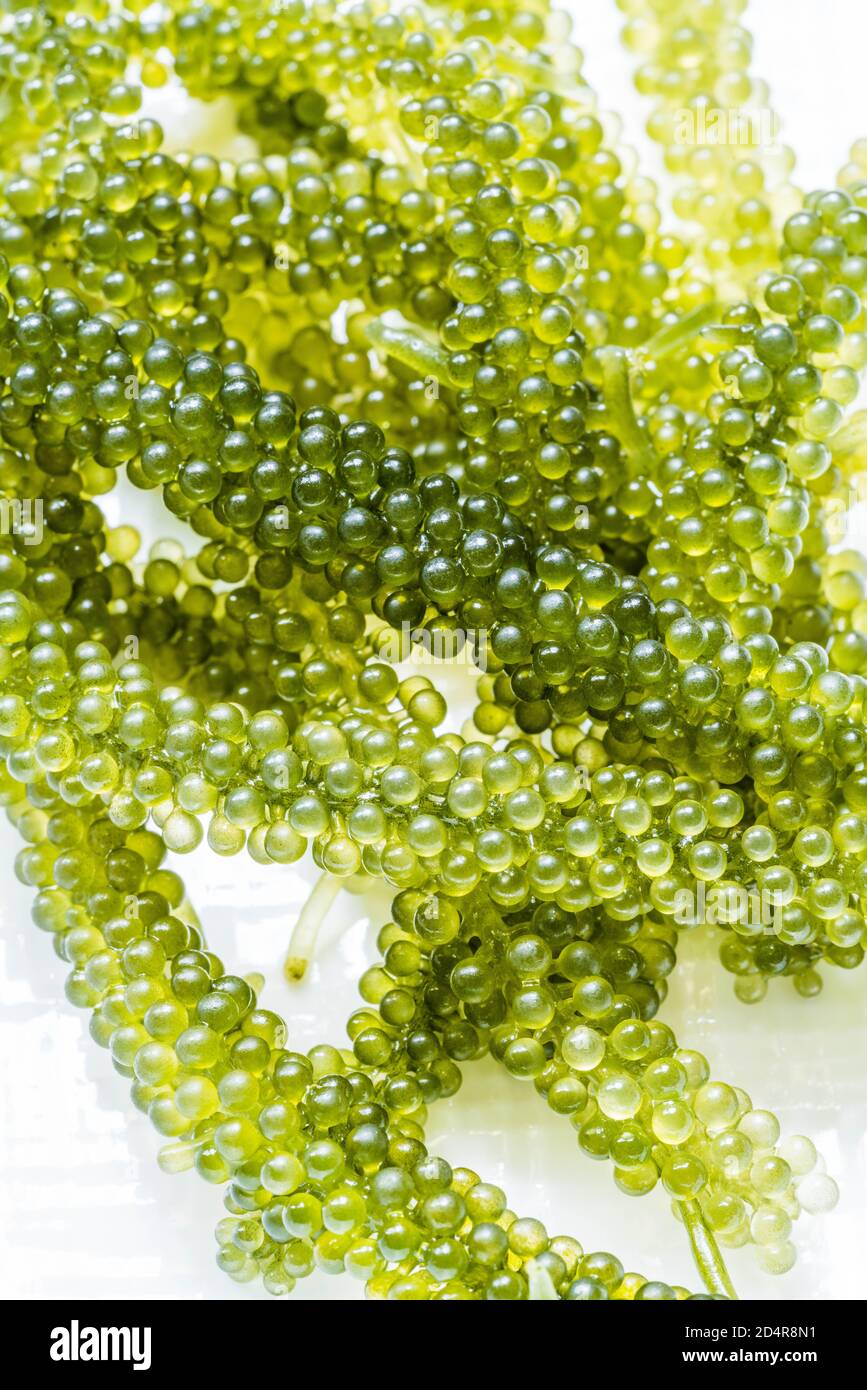 Umi hi-res stock photography and images - Alamy