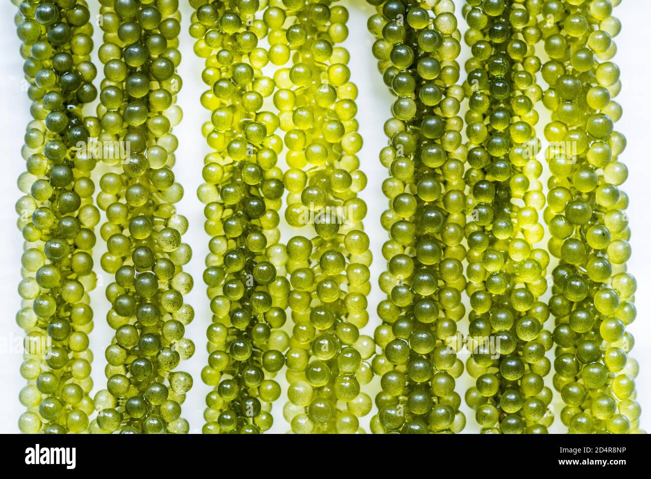 Umi hi-res stock photography and images - Alamy