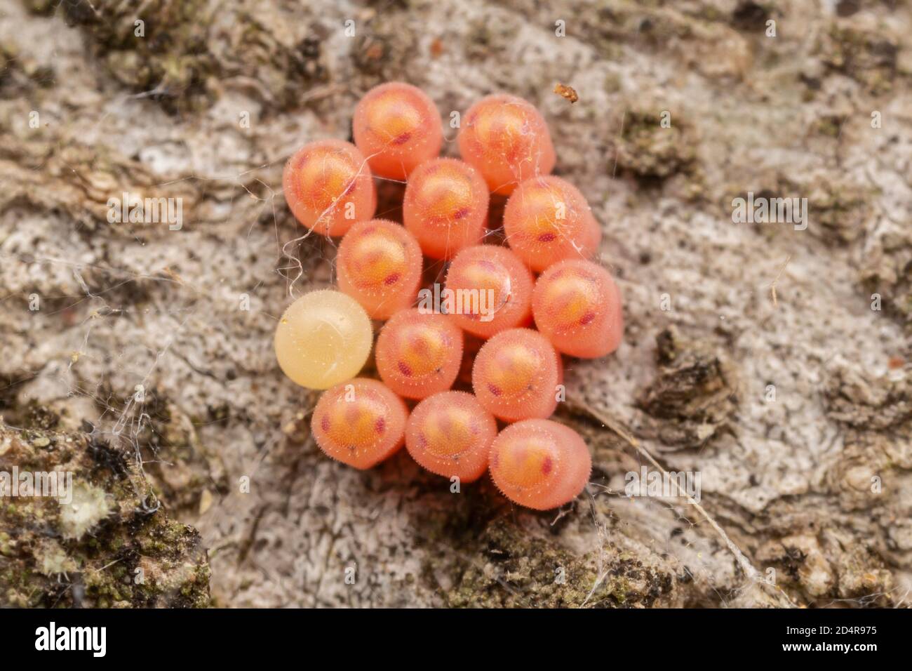 Stink bug eggs hires stock photography and images Alamy