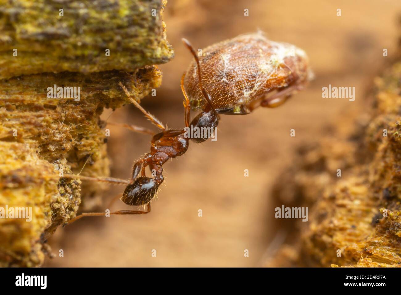 A Big-headed Ant (Pheidole sp.) carries the remnants of a beetle. Stock Photo