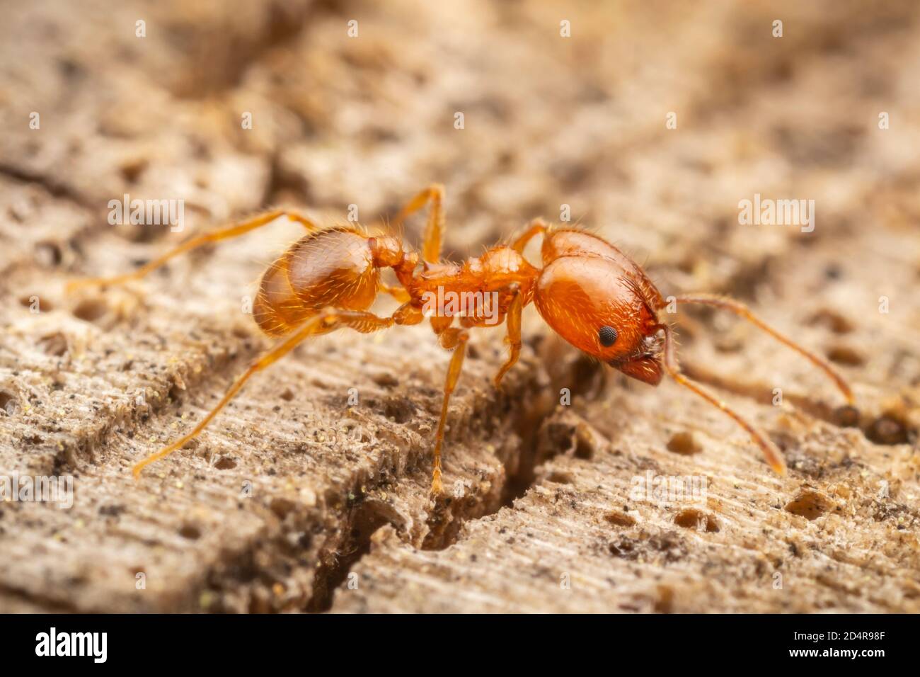 Big-headed Ant (Pheidole dentata), major worker. Stock Photo
